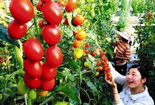 周末沒處去？這些初級農(nóng)產(chǎn)品體驗(yàn)地讓你愛上田園時光